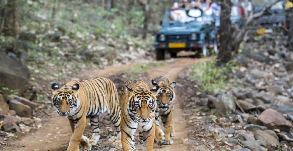 Puratan Qila resort in Ranthambhore