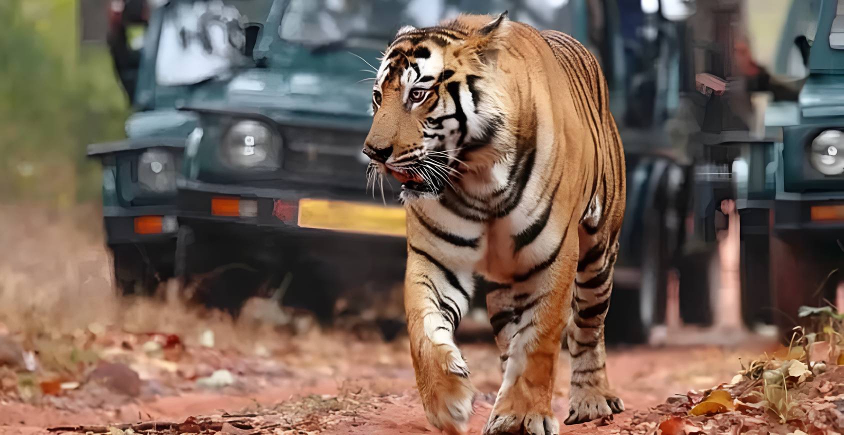 Resorts in Ranthambhore